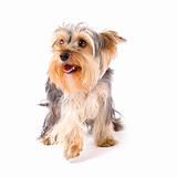 uncombed puppy yorkshire terrier