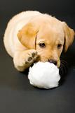 Labrador retriever playing with hair ball 