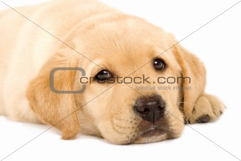 Puppy Labrador retriever 