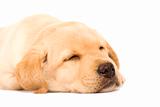 sleepy Puppy Labrador retriever