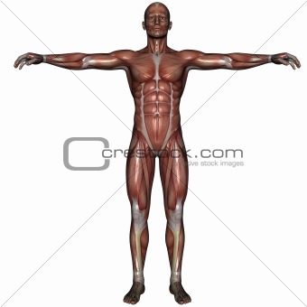 3D muscle of man