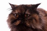 Persian cat on white background