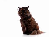  Persian cat on white background