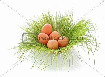 Eggs of a bird in a green grass