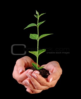 Young plant in hand on black background