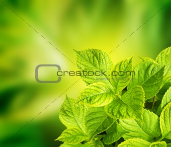 Leaves of a hydrangea