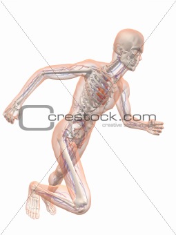 running man - vascular
