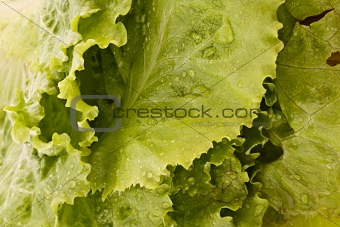 Green salad leaves background