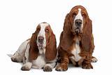 Two Basset Hounds, 2 years old, sitting in front of white background
