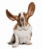 Basset Hound with ears up, 2 years old, sitting in front of whit