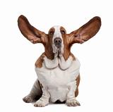 Basset Hound with ears up, 2 years old, sitting in front of whit