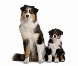 Two Australian Shepherd dogs, 1 year old and a puppy of 8 weeks old, sitting in front of white background