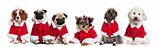 Group of dogs dressed as Santa Claus in front of white backgroun