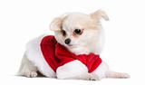 Chihuahua in Santa Claus suit, 7 months old, sitting in front of white background