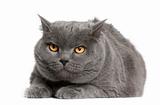 Chartreux cat, 7 years old, sitting in front of white background 