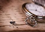 Pocket watch and fly