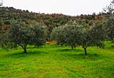 olive tree background