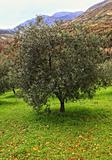 olive tree background