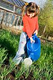 Little girl is watering on the vegetable garden in spring
