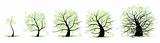 Life stages of tree: childhood, adolescence, youth, adulthood, old age