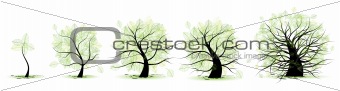 Life stages of tree: childhood, adolescence, youth, adulthood, old age
