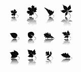 leaf silhouettes with reflection