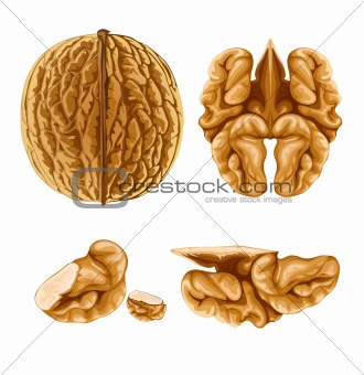 walnut nut with shell