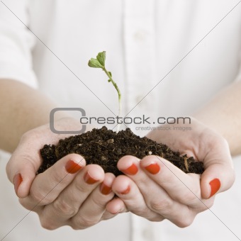 Woman Holding Seedling