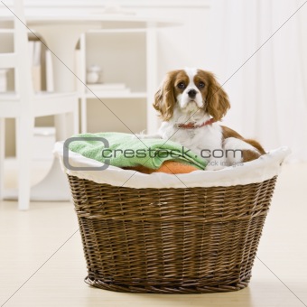 Dog in Laundry Basket