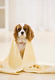 Dog Covered by Towel
