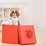 Dog In Gift Box