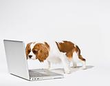 Cute Puppy with Laptop