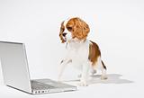 Cute Puppy with Laptop