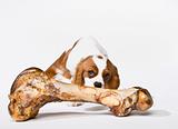 Puppy with Large Bone