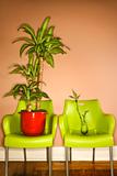 Two Green Plastic Chairs with Plants