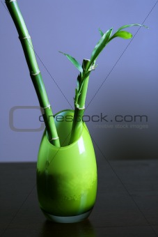 Lucky Bamboo in Green Glass Vase