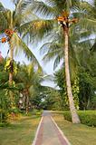 Coconut path