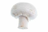 Isolated Mushroom