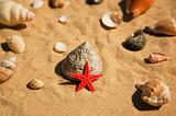 Red star and shells on sand