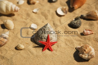Red star and shells on sand