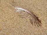 Wet Gull Feather in Sand
