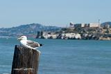 Bird and Alcatraz