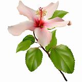 Beautiful exotic flower - Hibiscus