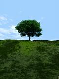 Single Tree 8