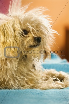 Portrait of mixed breed dog.