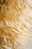 Close up of mixed breed dogs fur.