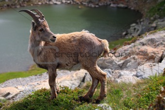 Ibex cub