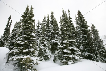 Snow-covered pine trees.