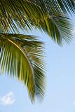 Close up of palm frond against blue sky.