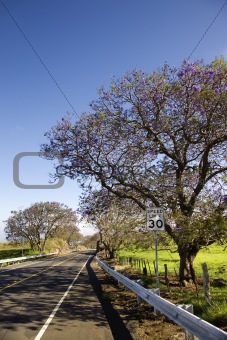 Road and Jacaranda tree in Haleakala National Park, Maui, Hawaii